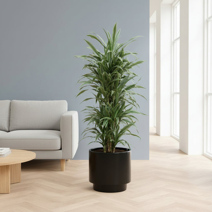 Dracaena Warneckei vertakt - 145cm - Drakenboom Kamerplant