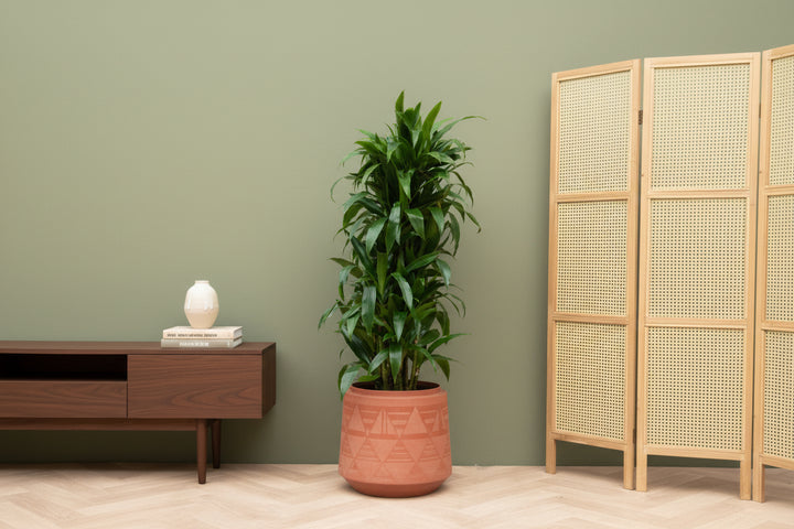 Dracaena Deremensis Janet Lind vertakt - 120cm - Drakenboom Kamerplant