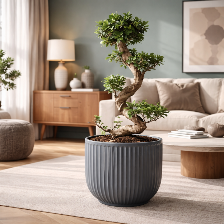 Ficus Ginseng Bonsai en S | 80 cm | Plante d'intérieur