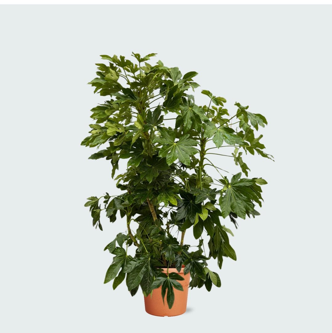 Fatsia du Japon - 160 cm - Plante d'intérieur Fatsia