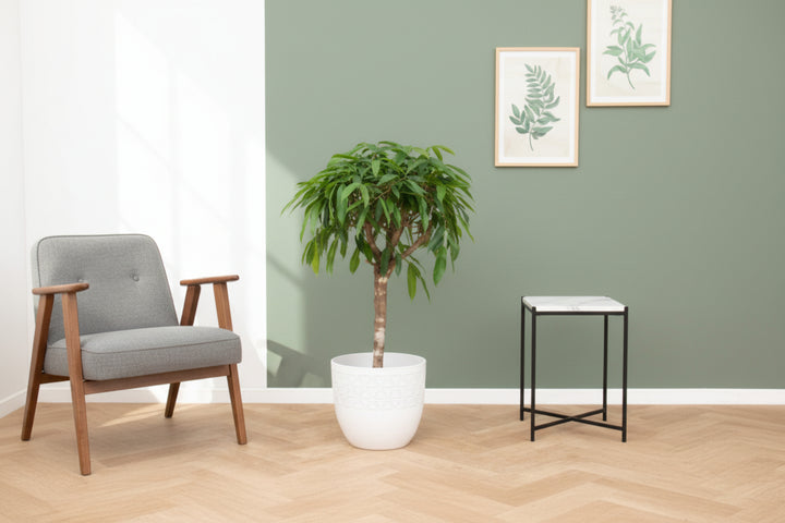 Ficus Amstel king - 130cm - Ficus Plante d'intérieur