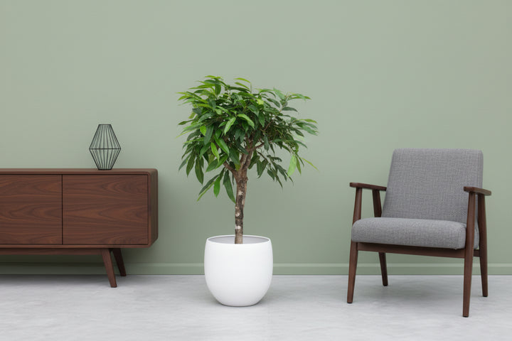 Ficus Amstel king - 130cm - Ficus Plante d'intérieur