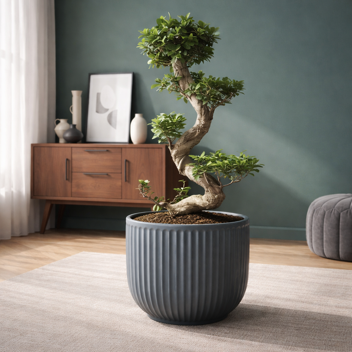 Ficus Ginseng Bonsai en S | 80 cm | Plante d'intérieur