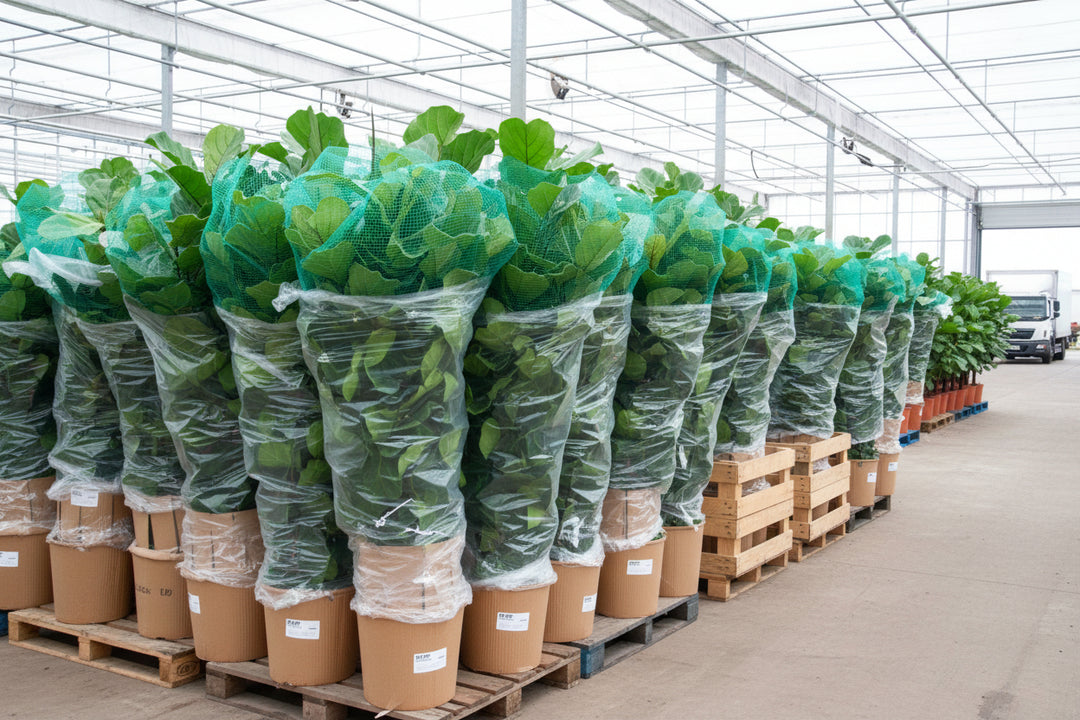 Ficus Lyrata vertakt XXL - 220 cm - Vioolbladplant
