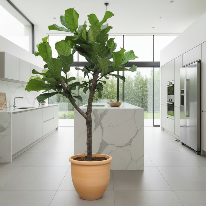 Ficus Lyrata boom XL - 180cm - Vioolbladplant - Kamerplant