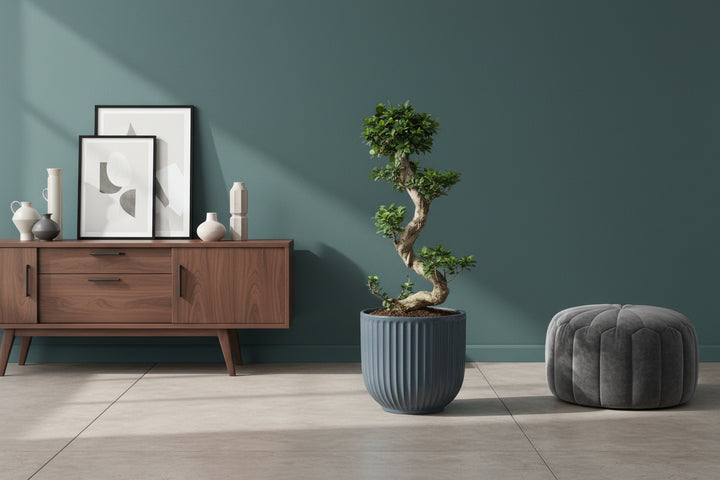 Ficus Ginseng Bonsai en S | 80 cm | Plante d'intérieur