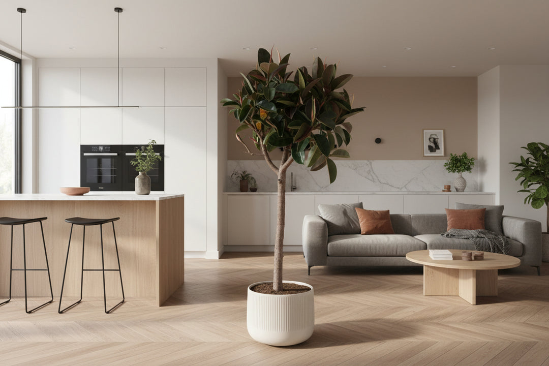 Ficus Elastica Robusta op stam - 180cm - Rubberboom