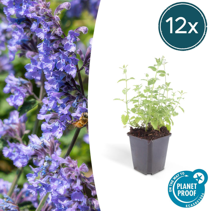 Nepeta 'Six Hills Giant' - 20cm - Acheter une plante d'intérieur