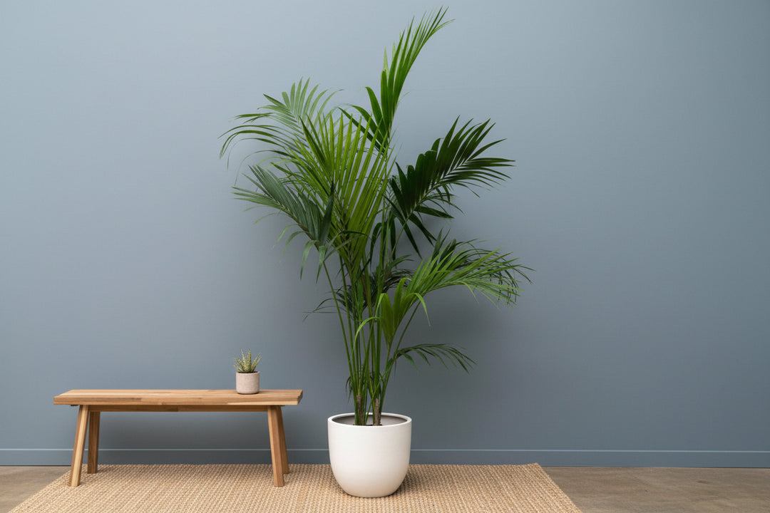 Kentia Palm XXL - 220cm - Kamerplant Kopen
