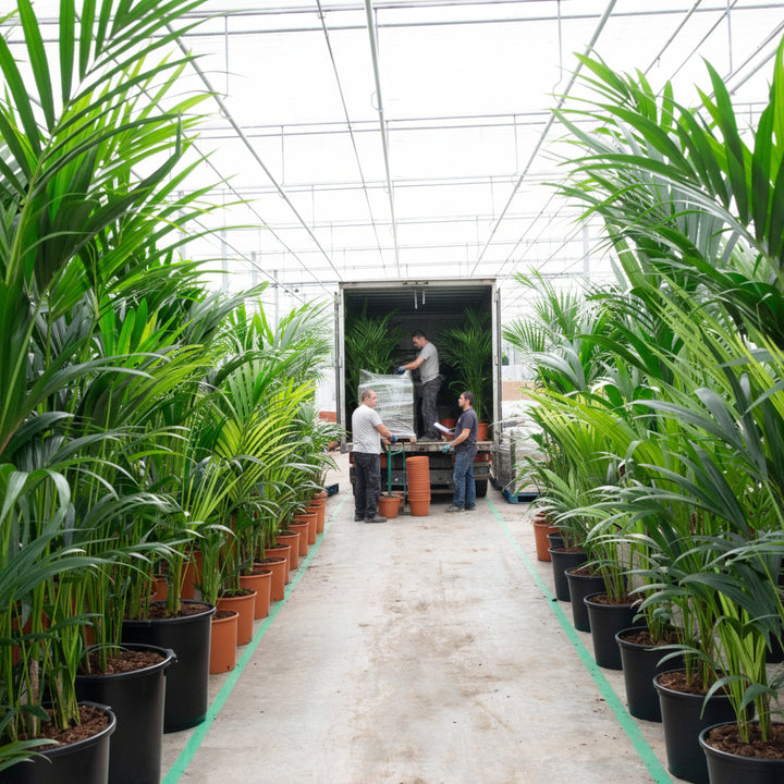 Kentia Palm XXL - 220cm - Kamerplant Kopen