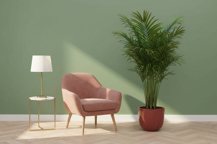 Kentia palm - 200cm - Kamerplant Kopen
