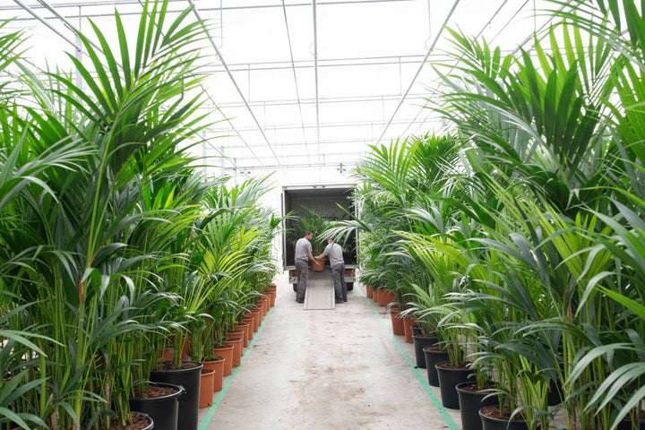 Kentia palm - 200cm - Kamerplant Kopen
