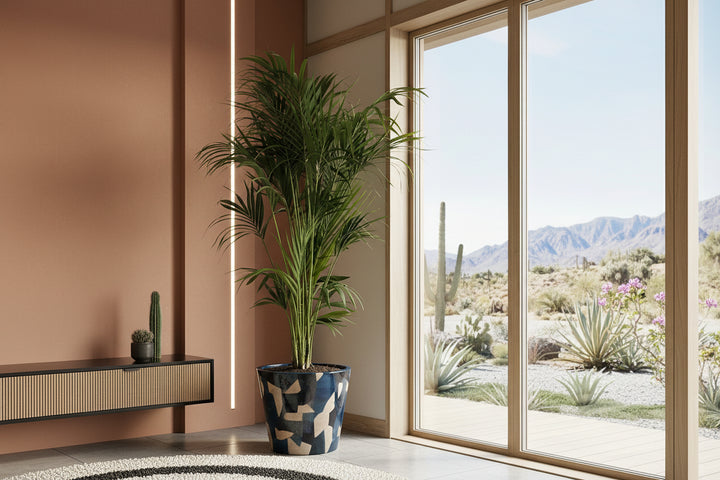 Kentia palm - 200cm - Kamerplant Kopen