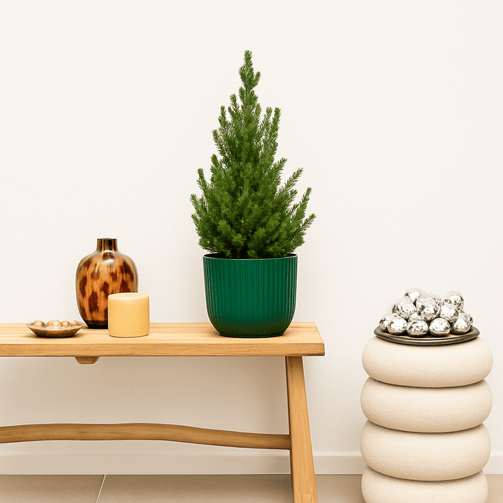 Kerstboom - 70cm - Kamerplant Kopen