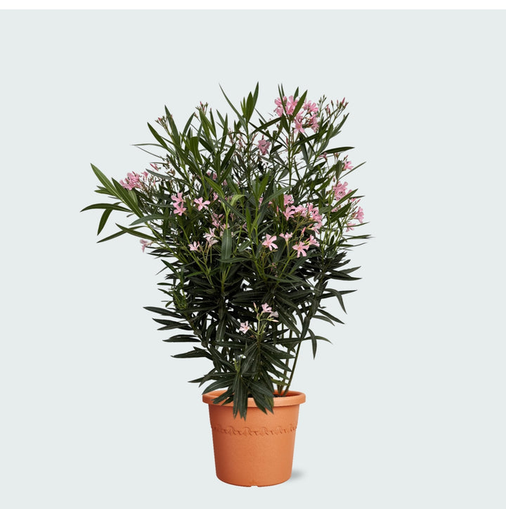 Laurier Rose - 130 cm - Acheter une plante d'intérieur