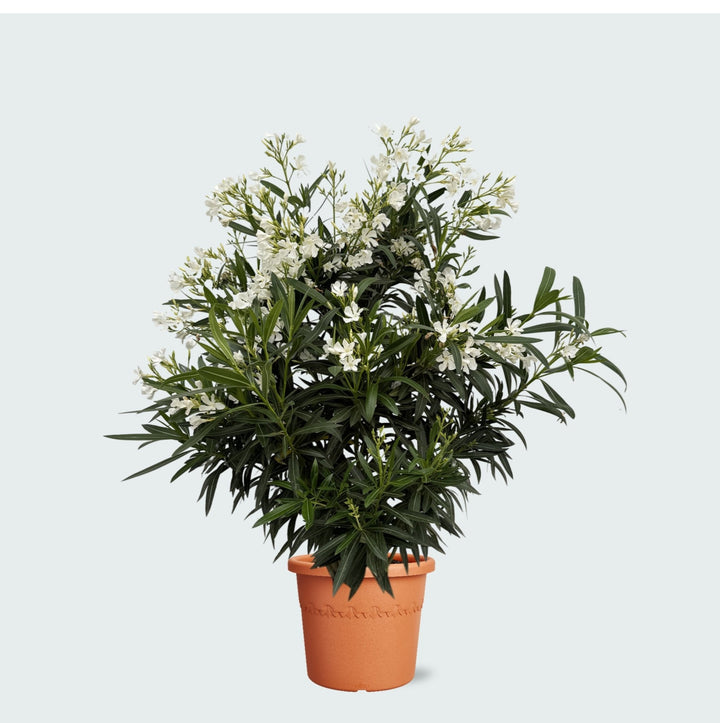 Laurier Rose - 130 cm - Acheter une plante d'intérieur
