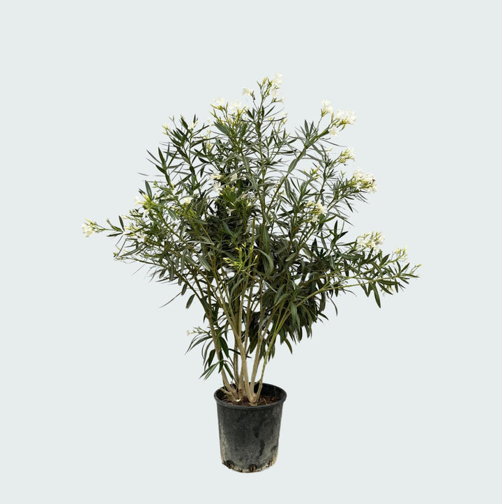 Nerium Oleander - 180cm - Acheter une plante d'intérieur