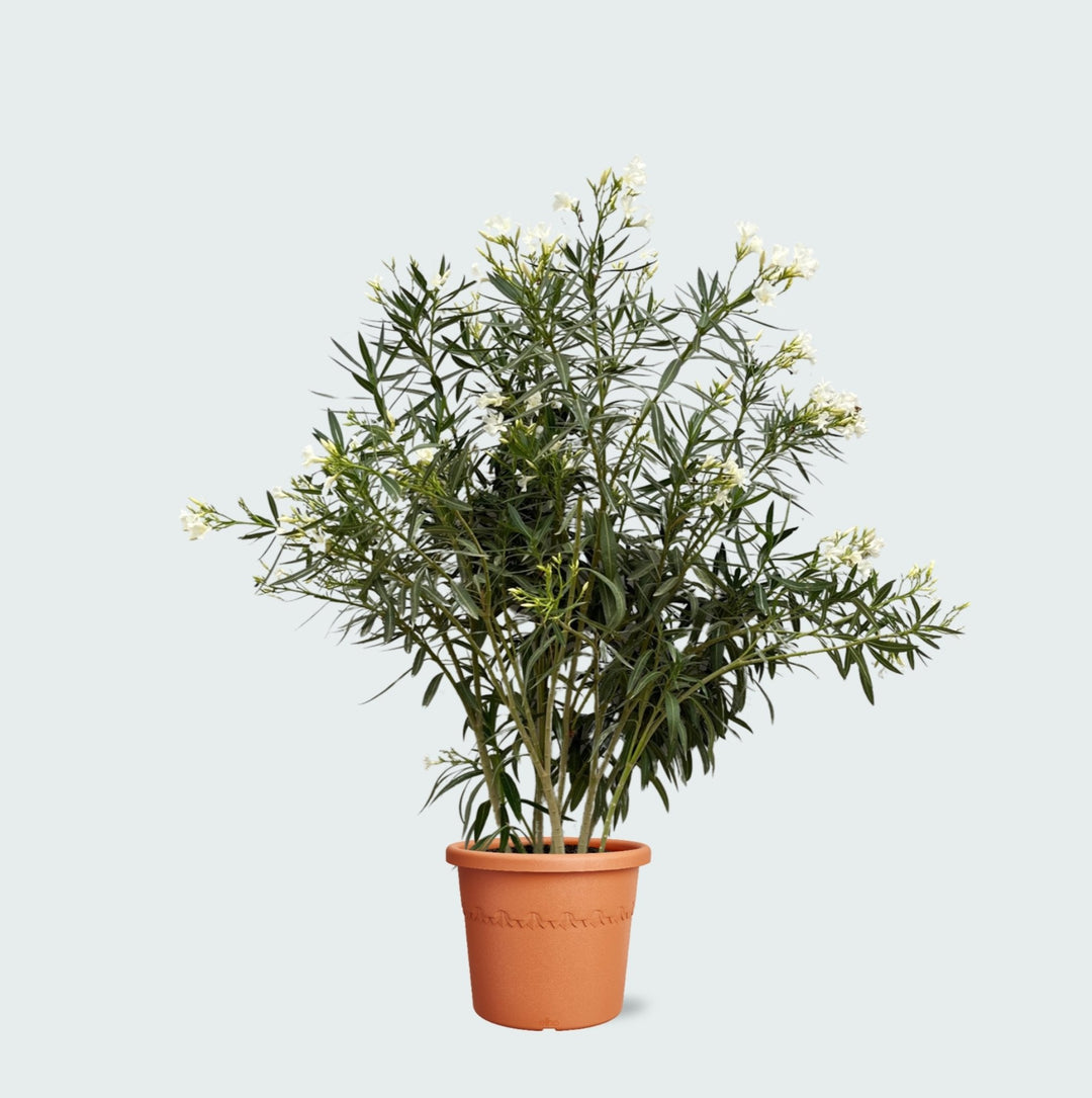 Nerium Oleander - 180cm - Acheter une plante d'intérieur