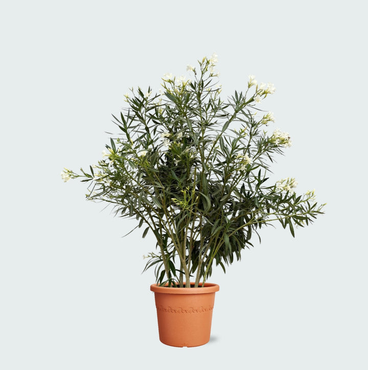 Nerium Oleander - 180cm - Acheter une plante d'intérieur