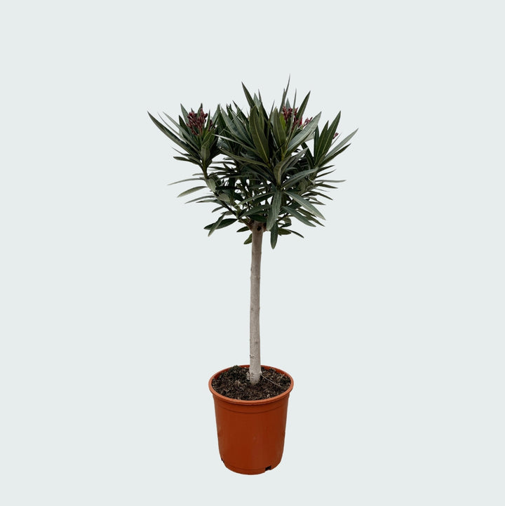 Nerium Oleander sur tige - 140cm - Acheter une plante d'intérieur