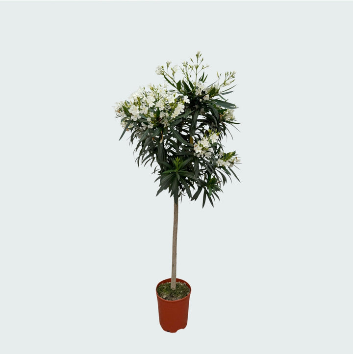 Nerium Oleander op stam - 200cm / stamomtrek 15cm | Koop