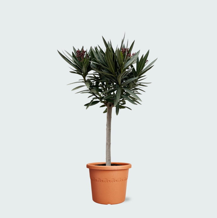 Nerium Oleander sur tige - 140cm - Acheter une plante d'intérieur