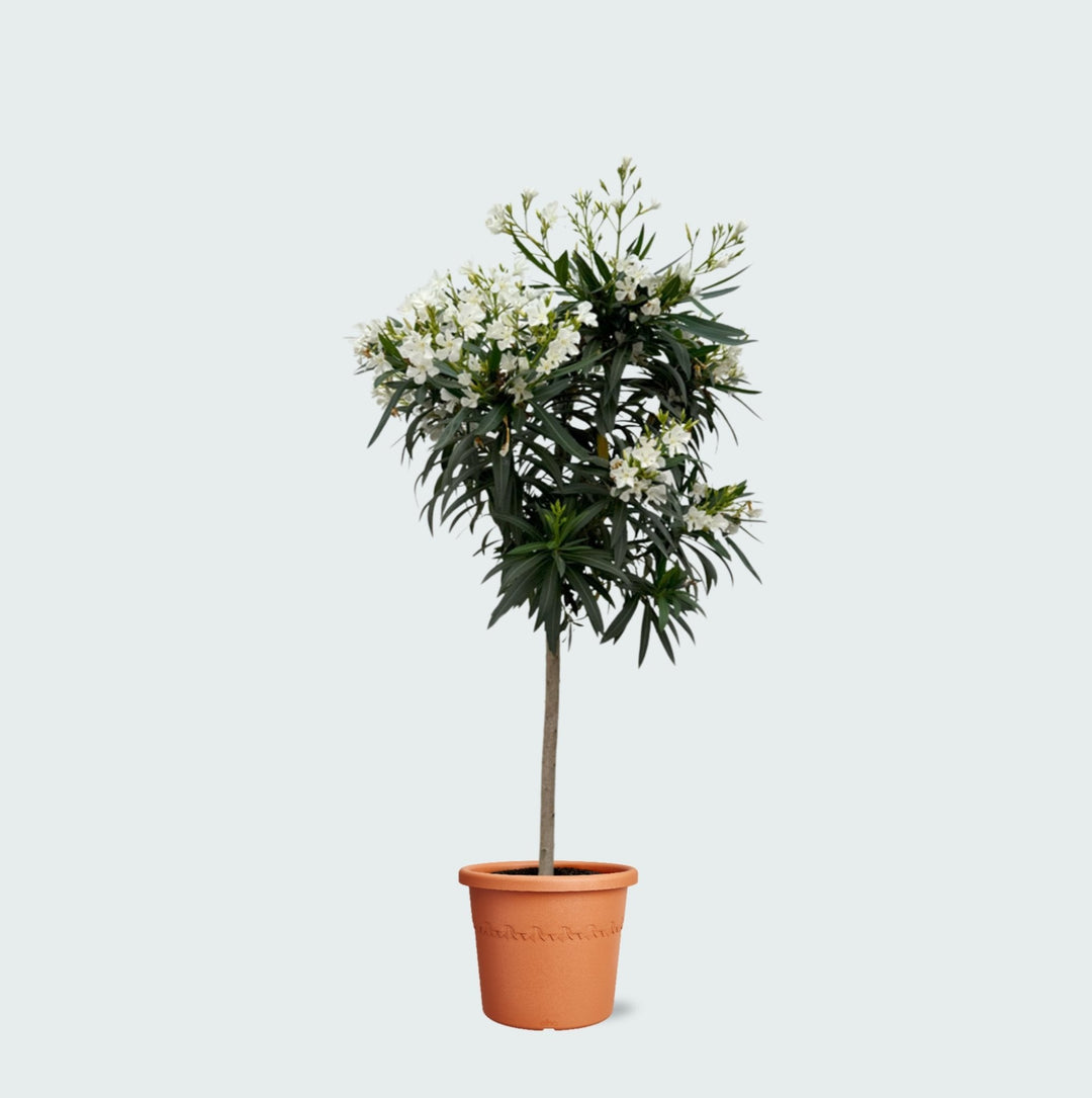 Nerium Oleander op stam - 200cm / stamomtrek 15cm | Koop