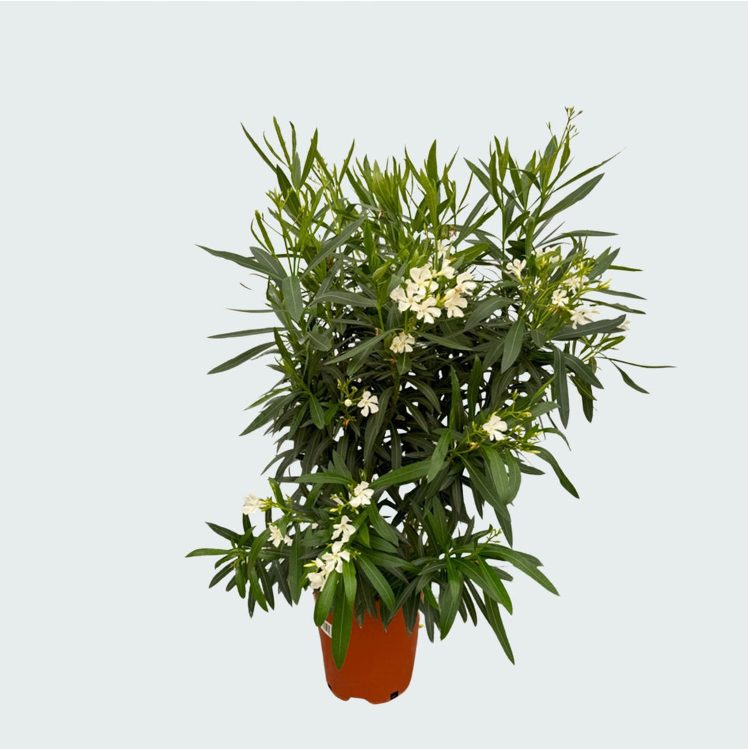 Laurier-rose Nerium - 160cm - Acheter une plante d'intérieur