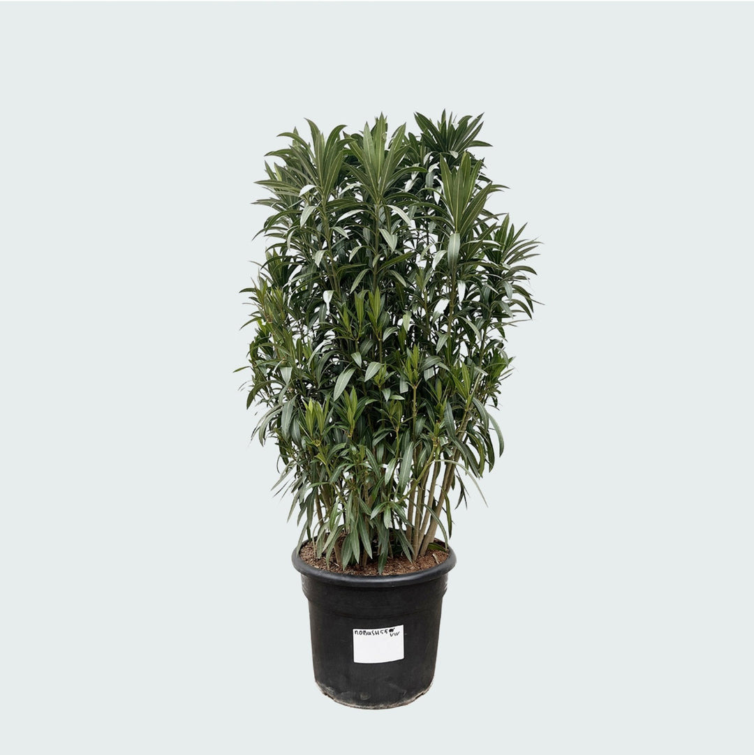 Laurier rose (Nerium Oleander) - 210 cm - Acheter une plante d'intérieur