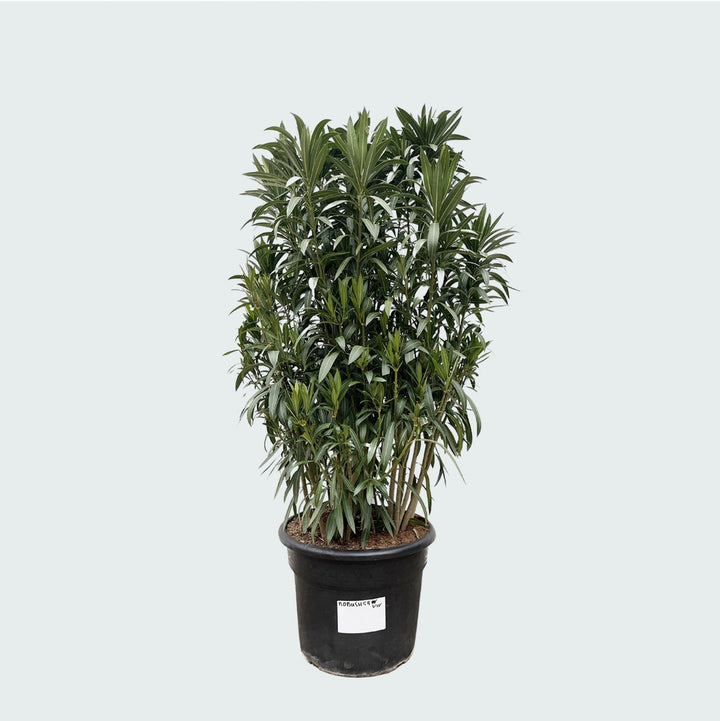 Laurier rose (Nerium Oleander) - 210 cm - Acheter une plante d'intérieur