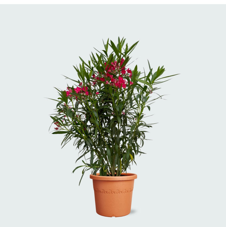 Laurier Rose - 130 cm - Acheter une plante d'intérieur