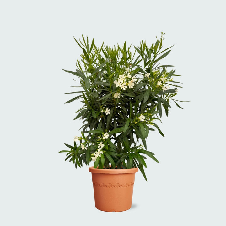 Laurier-rose Nerium - 160cm - Acheter une plante d'intérieur