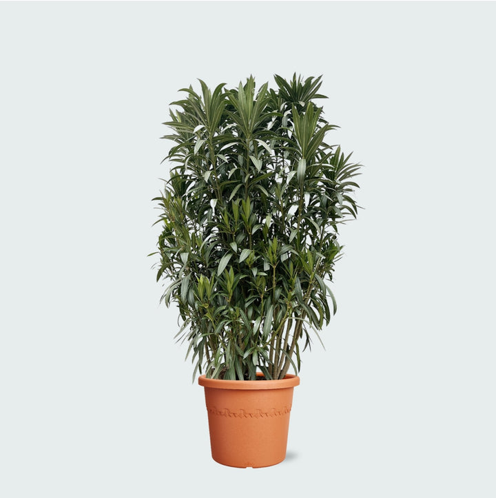 Laurier rose (Nerium Oleander) - 210 cm - Acheter une plante d'intérieur