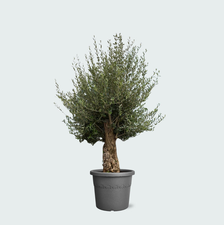 Olijfboom Olea Europaea Bonsai - 250 cm / stamomtrek 45-60cm