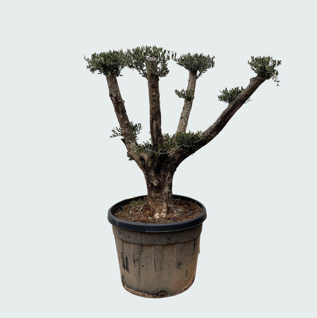 Olijfboom Olea Europaea Pom Pon Plateau - 160cm | Koop