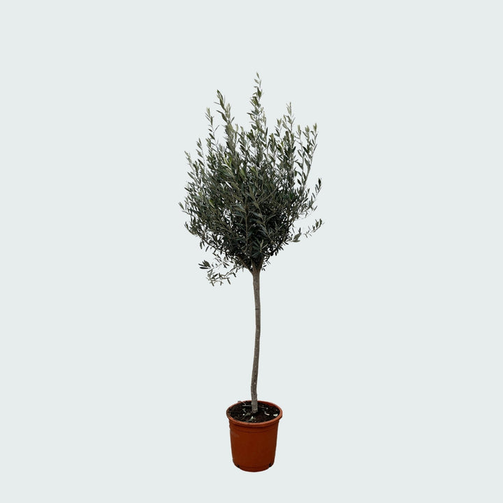 Olea Europaea op stam - 160cm - Buitenplant