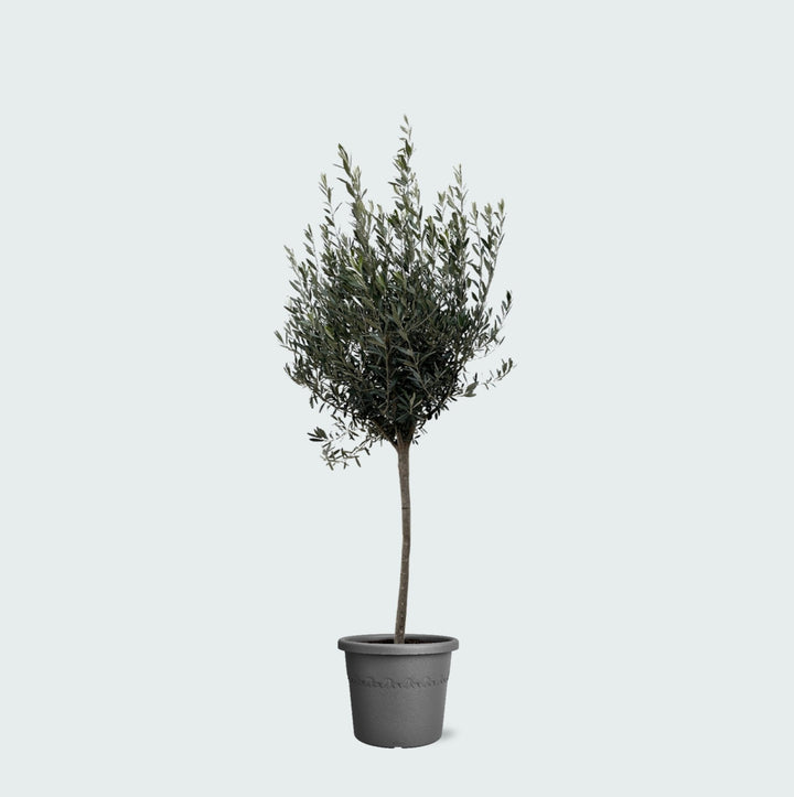 Olea Europaea op stam - 160cm - Buitenplant