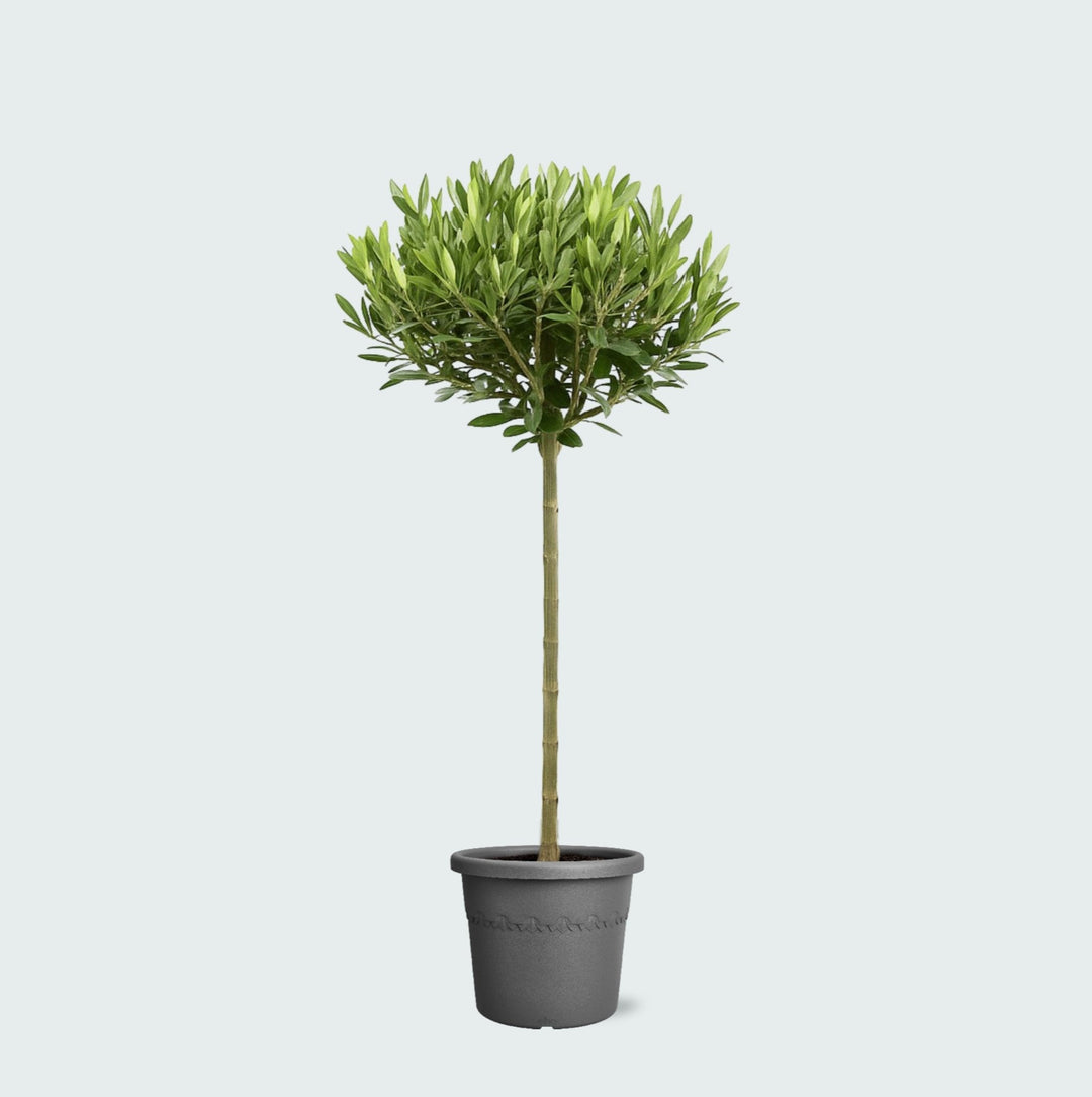Olea Europaea op stam - 100 cm - Kamerplant Kopen