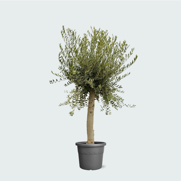 Olea Lorc - 200cm - Acheter une plante d'intérieur