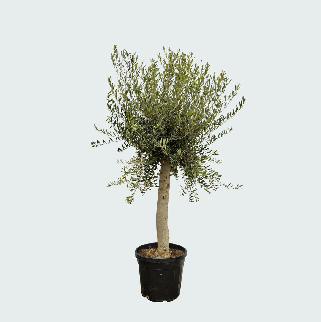 Olea Lorc - 200cm - Acheter une plante d'intérieur