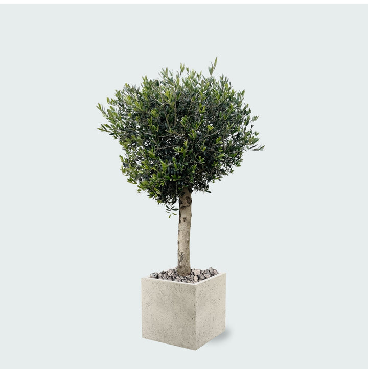 Combi deal - Olijfboom Olea Lorc inclusief Grigio Cube - 180 cm