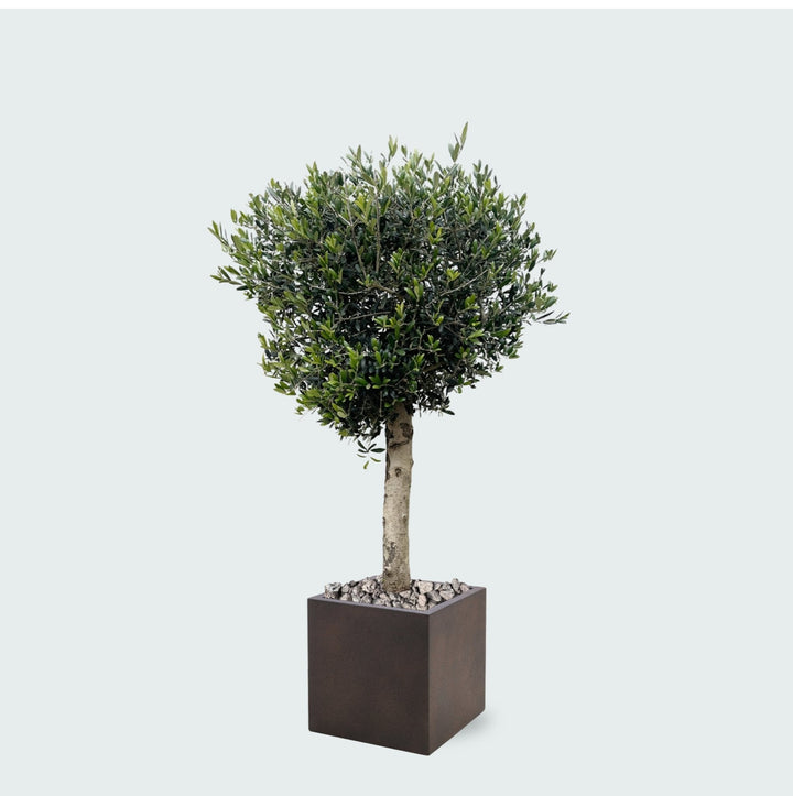 Combi deal - Olijfboom Olea Lorc inclusief Grigio Cube - 180 cm