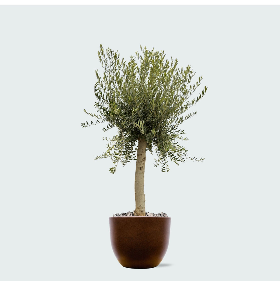 Offre combinée - Olivier Olea Europaea Lorc avec pot eggy - 200cm