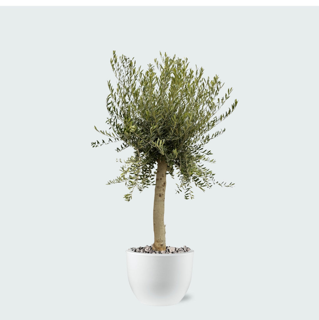 Offre combinée - Olivier Olea Europaea Lorc avec pot eggy - 200cm