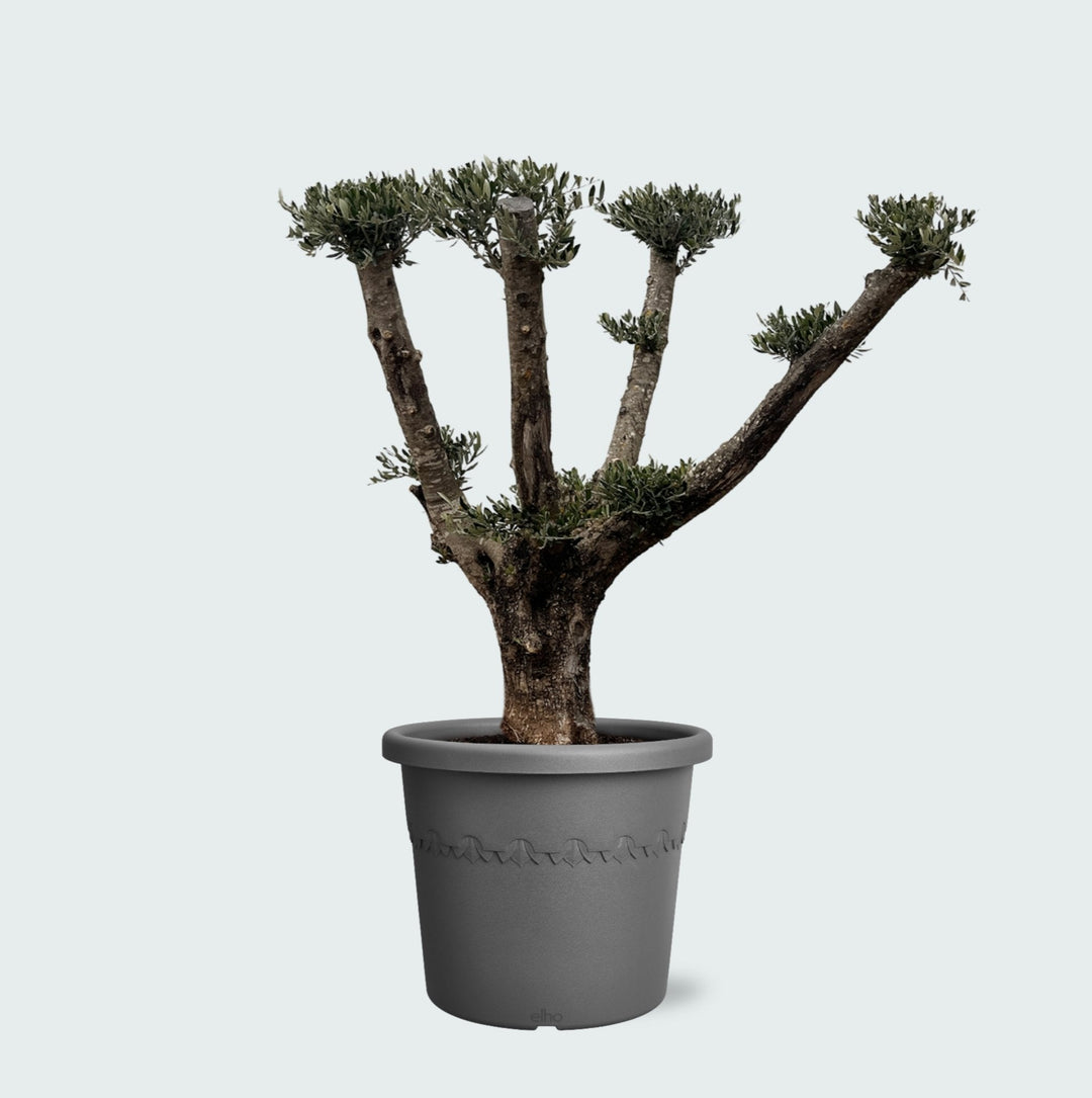 Olijfboom Olea Europaea Pom Pon Plateau - 160cm | Koop