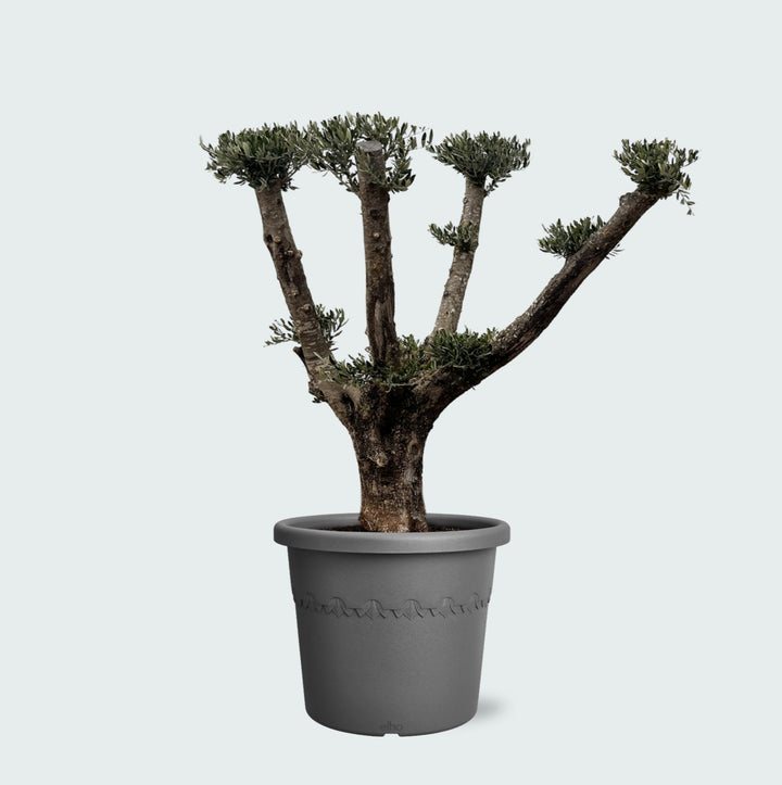 Olijfboom Olea Europaea Pom Pon Plateau - 160cm | Koop