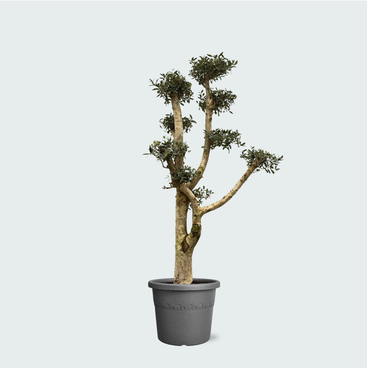 Olea Pom Pon XL - 200 cm - Kamerplant Kopen