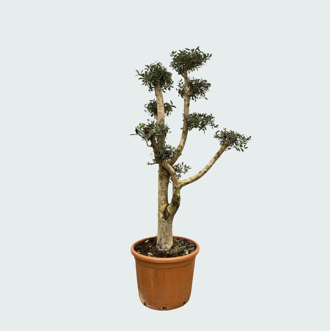 Olea Pom Pon XL - 200 cm - Kamerplant Kopen
