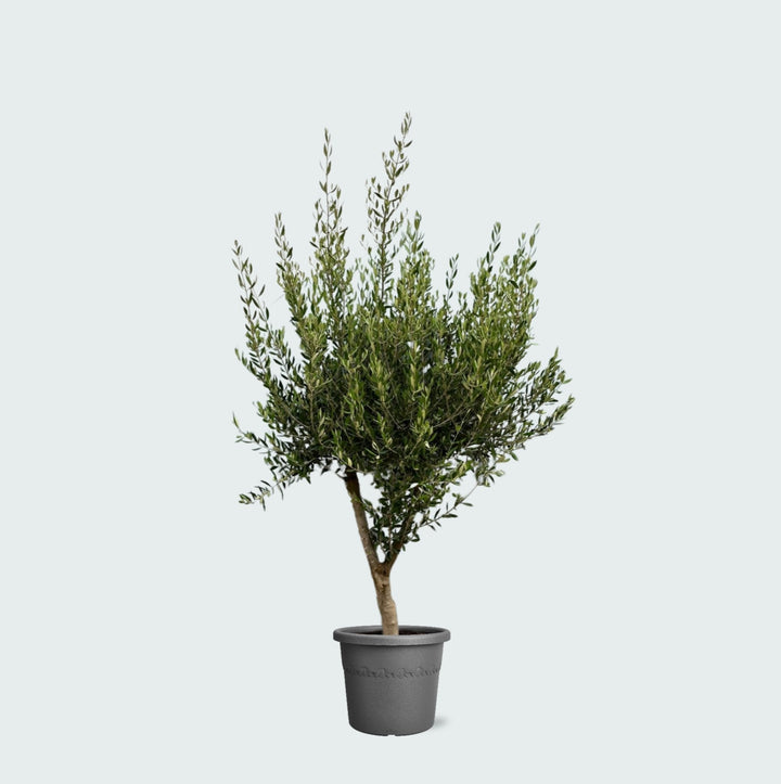 Olijfboom Olea Europaea Cultivo - 230cm / stamomtrek 20-25cm