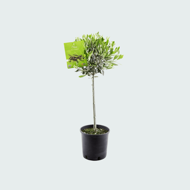 Olea Europaea op stam - 100 cm - Kamerplant Kopen